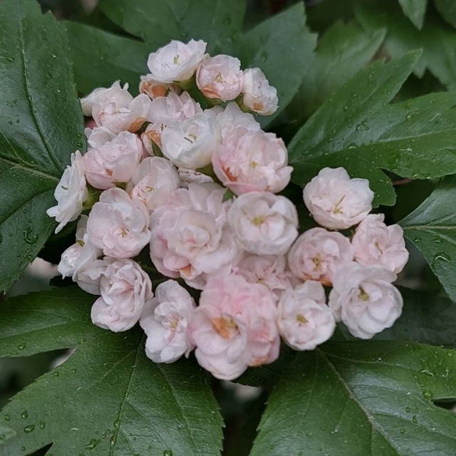 Чудесный курс